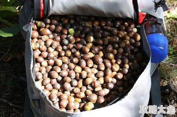 橡子屋：如何高效收集橡子？